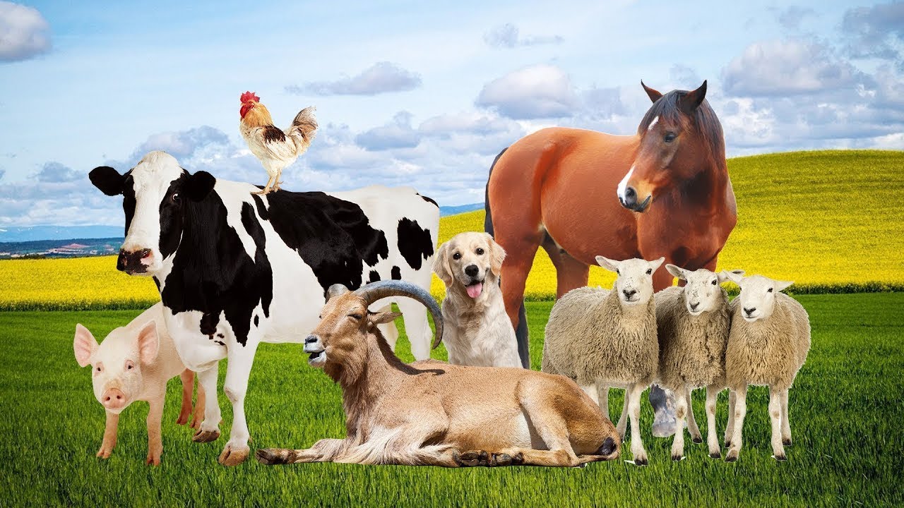 希少 ハーレーダビッドソン オーダーメイド ガラステーブル 有り難く 